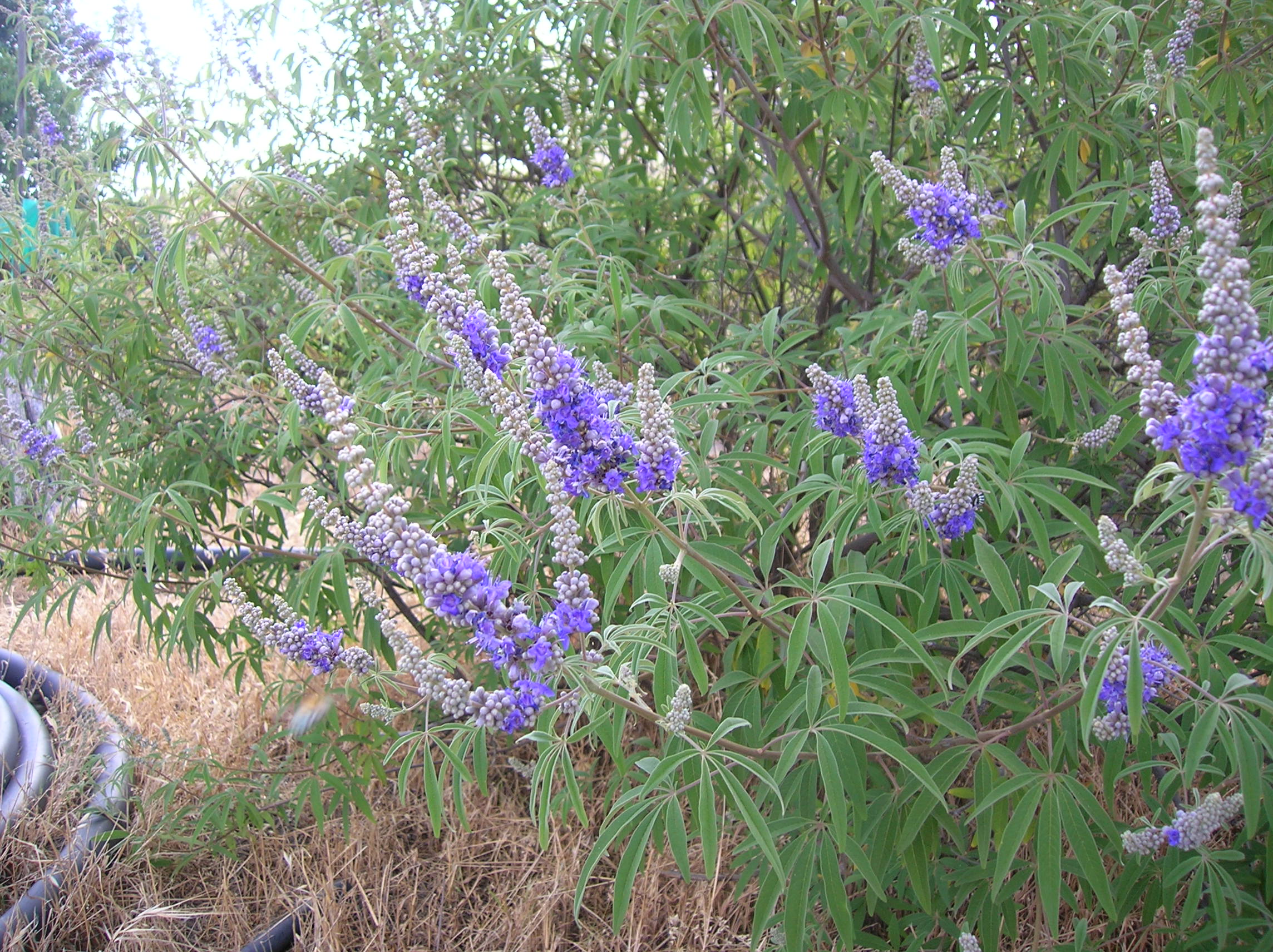 Chaste Berry Flower